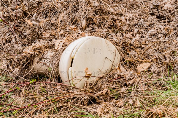 A discarded white plastic helmet lying on the ground among dead leaves, in South Korea