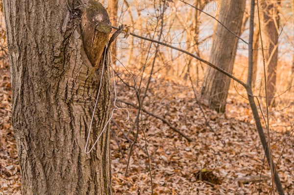 Forgotten metal hanger on a tree in a wooded area, in South Korea