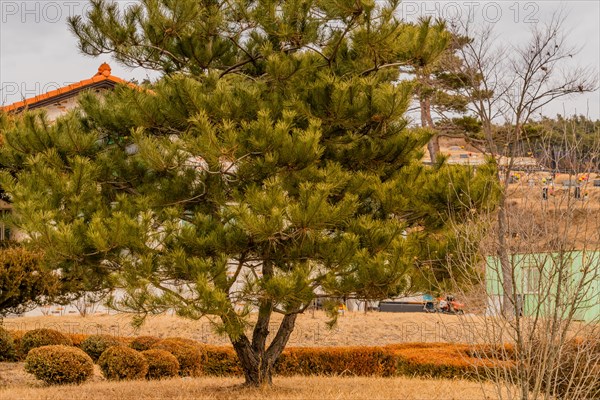 A solitary pine tree in a landscaped garden with a building backdrop, in South Korea