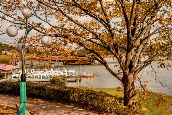 A calm lake with pedal boats and a tree showing autumn colors, in South Korea