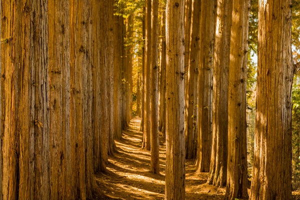 Sunlight streams through a tranquil path lined with tall redwood trees, in South Korea