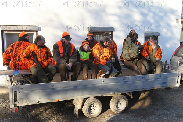 Wild boar (Sus scrofa) start of hunt, hunter in high visibility waistcoat on trailer, Allgaeu, Bavaria, Germany, Europe