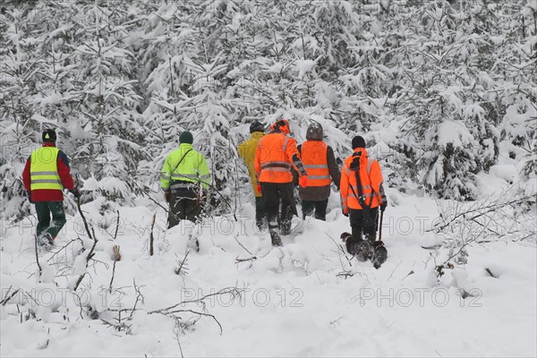 Wild boar (Sus scrofa) Hunting helpers, so-called beaters in warning clothing in front of a spruce thicket in the snow, Allgaeu, Bavaria, Germany, Europe