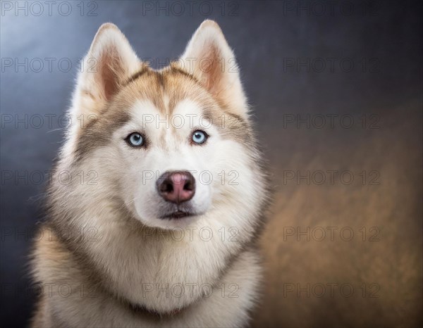 Dog, husky, portrait, head only, puppies, dark background, AI generated, AI generated