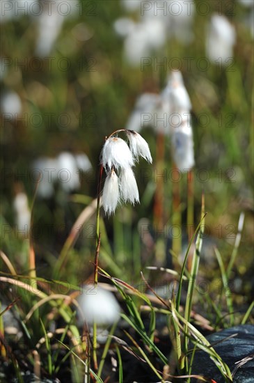 Eriophorum angustifolium