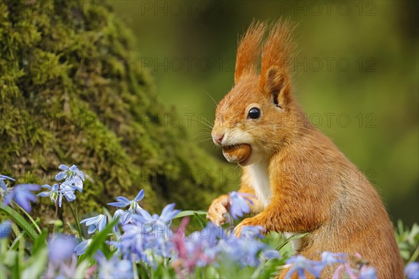 Eurasian red squirrel (Sciurus vulgaris) with hazelnut on a bluestar meadow, Hesse, Germany, Europe