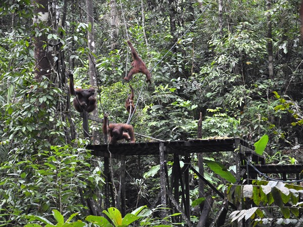 Semenggoh Nature Reserve, Pongo pygmaeus, sarawak, malaysia