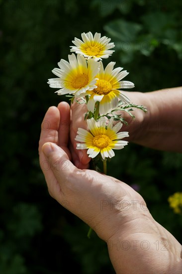 Woman holding a beautiful white and yellow daisy in her hands in the field