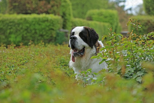 Saint Bernard, Saint Bernard dog