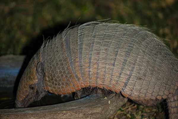 Giant armadillo (Priodontes maximus) Pantanal Brazil