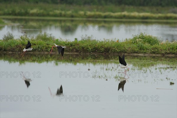 Black-winged Stilt, Himantopus himantopus, italy