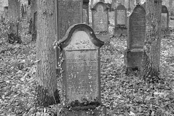 Jewish cemetery, weathered gravestones, black and white, wine village Beilstein, Moselle, Rhineland-Palatinate, Germany, Europe