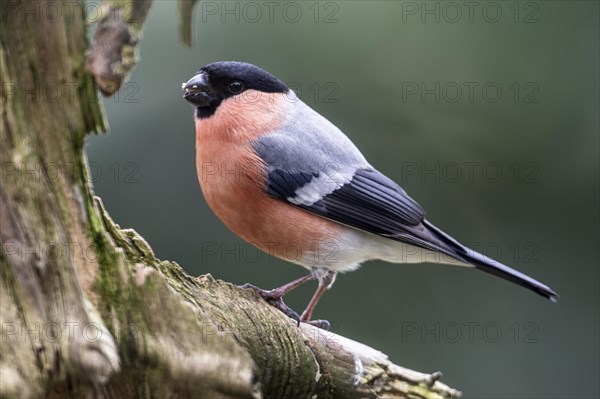 Eurasian bullfinch (Pyrrhula pyrrhula), Emsland, Lower Saxony, Germany, Europe