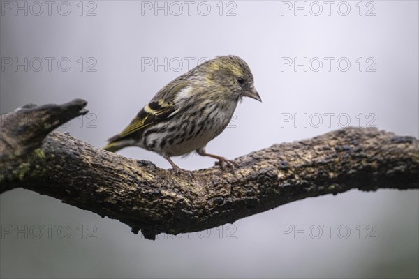 Eurasian siskin (Carduelis spinus), Emsland, Lower Saxony, Germany, Europe