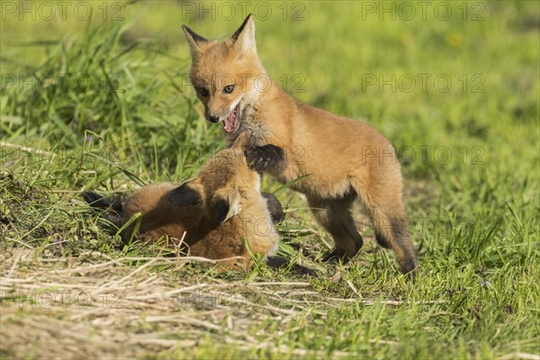 Red fox. Vulpes vulpes. Red fox cubs playing together in a meadow. Province of Quebec. Canada