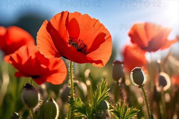 Wild poppies swaying in summer, AI generated