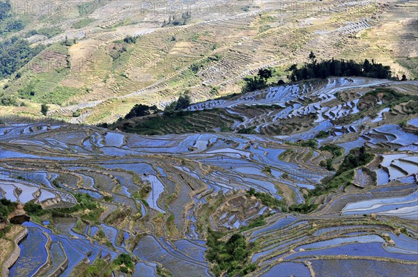 Yuanyang rice terrace, china