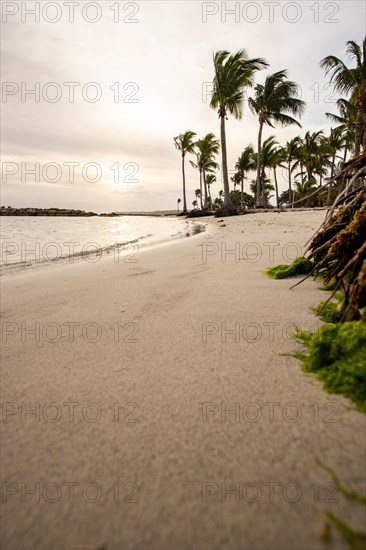 Caribbean dream beach with palm trees, white sandy beach and turquoise-coloured, crystal-clear water in the sea. Shallow bay at sunset. Plage de Sainte Anne, Grande Terre, Guadeloupe, French Antilles, North America