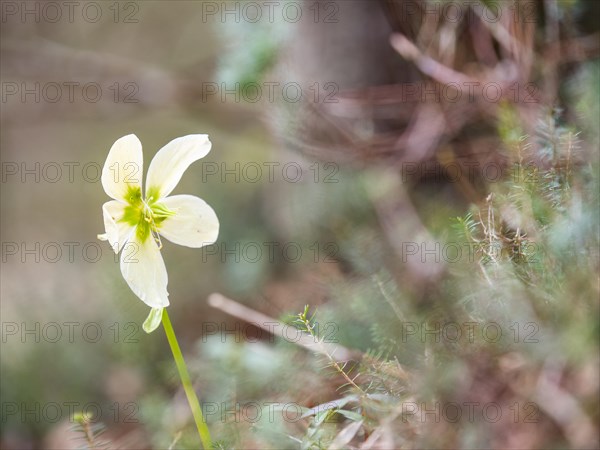 Christmas rose (Helleborus niger), near Tragoess, Styria, Austria, Europe