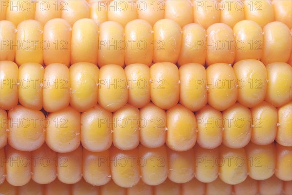 A close-up of rows of yellow corn kernels showcasing a natural pattern and texture