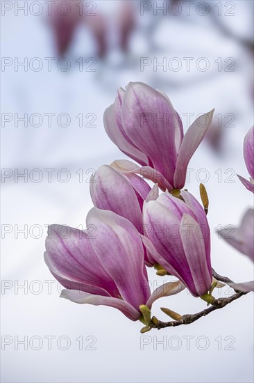 Blossoms of a magnolia (Magnolia), magnolia blossom, magnolia x soulangeana (Magnolia xsoulangeana), Offenbach am Main, Hesse, Germany, Europe