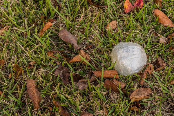Discarded white plastic wrap lies on a grassy surface with fallen leaves, in South Korea