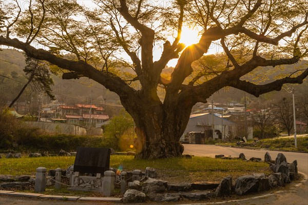 Large tree in rural farming community. Tree is 630 years old, 25 meters tall and with girth of 7.5 meters in South Korea