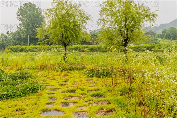 Stone walkway in wilderness park in front of trees, tall grass and small white flowers in South Korea