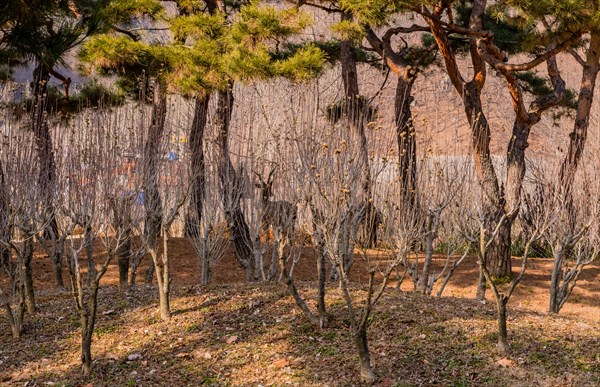 A dense forest of bare trees casting shadows on the ground with dry underbrush, in South Korea
