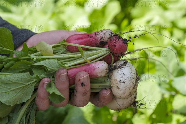 Radish (Raphanus sativus var. sativus), mixed radish, vegetable harvest, harvest, Bavaria, Germany, Europe