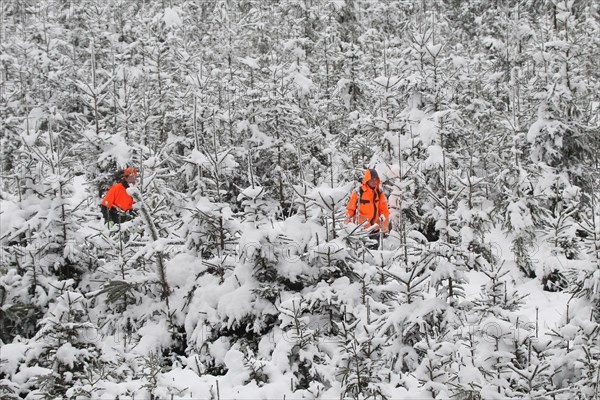 Wild boar (Sus scrofa) Hunting helpers, so-called beaters in warning clothing comb through a spruce thicket in the snow, Allgaeu, Bavaria, Germany, Europe