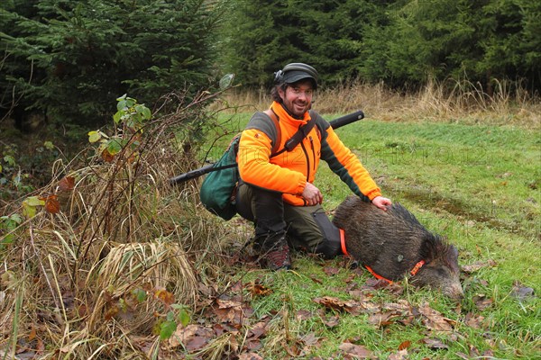 Wild boar hunt, hunter with rifle, safety waistcoat, hearing protection and rucksack with wild boar (Sus scrofa) in the forest, Allgaeu, Bavaria, Germany, Europe