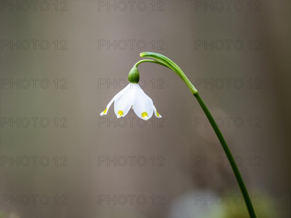 Spring snowdrop (Leucojum vernum), March snowdrop, March bell, large snowdrop. Amaryllis family (Amaryllidaceae), Jassing, Styria, Austria, Europe