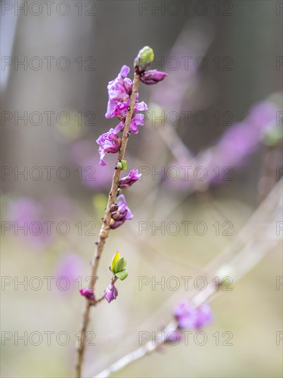 Mezereon (Daphne mezereum), near Tragoess, Styria, Austria, Europe