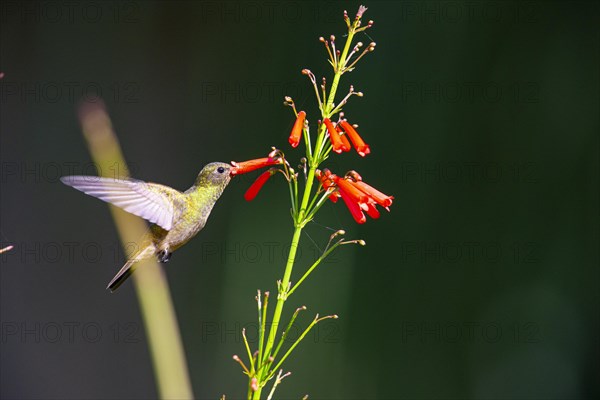 Golden Sapphire Hummingbird (Hylocharis chrysuria) Pantanal Brazil