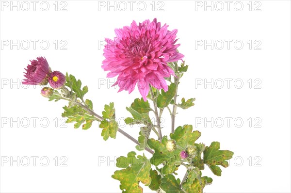 Pink chrysanthemum on a white background