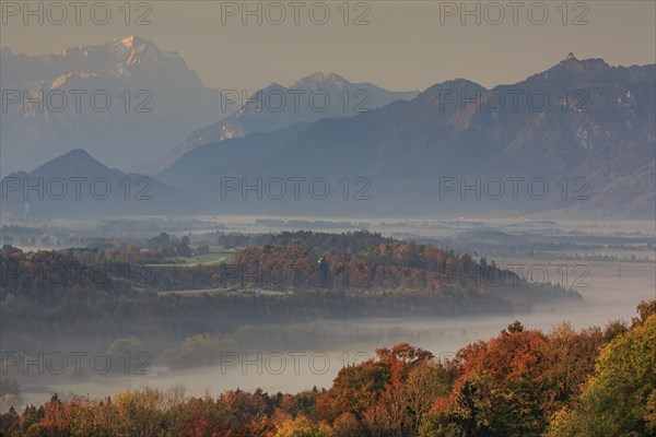 Trees with autumn colours in front of mountains, fog, soft morning light, view of Zugspitze and Ettaler Mandl, Bavarian Alps, Bavaria, Germany, Europe