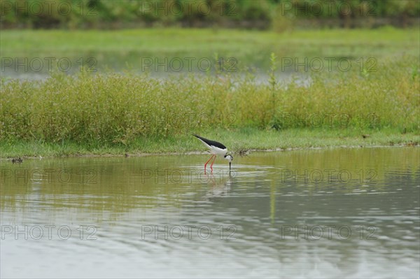 Black-winged Stilt, Himantopus himantopus, italy