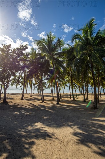 Romantic Caribbean sandy beach with palm trees, turquoise-coloured sea. Morning landscape shot at sunrise in Plage de Bois Jolan, Guadeloupe, French Antilles, North America
