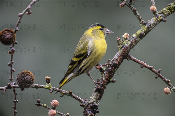 Eurasian siskin (Carduelis spinus), Emsland, Lower Saxony, Germany, Europe