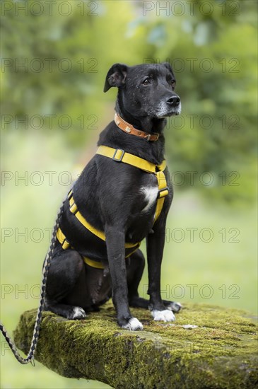 Domestic dog (Canis lupus familiaris), black, female, older, grey muzzle, from animal protection, with double protection, sitting on a mossy rock and looking uncertainly and sadly to the right, white paws, yellow harness, background green blurred bushes, Hesse, Germany, Europe