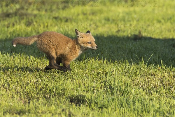 Red fox. Vulpes vulpes. Red fox cub running in a meadow. Province of Quebec. Canada