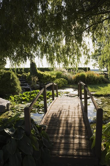 Silhouetted Salix, Weeping Willow tree branches and brown wooden footbridge bordered by Hosta plants over pond in front yard garden in summer at sunset, Quebec, Canada, North America