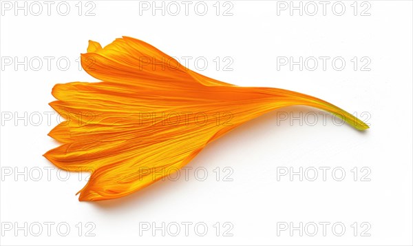 Light orange chamomile petals on white background AI generated