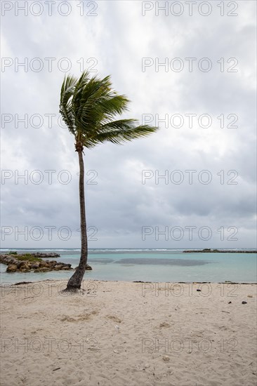 Caribbean dream beach with palm trees, white sandy beach and turquoise-coloured, crystal-clear water in the sea. Shallow bay on a cloudy day. Plage de Sainte Anne, Grande Terre, Guadeloupe, French Antilles, North America