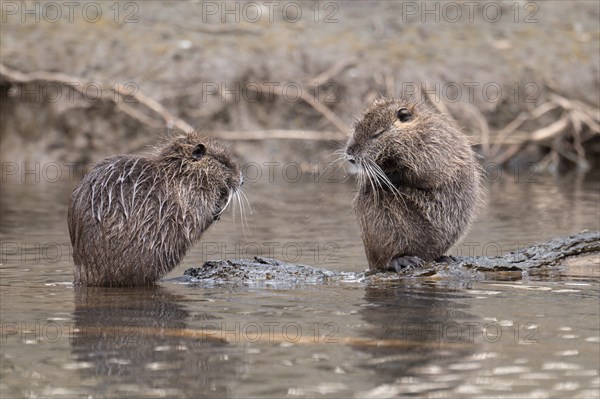 Two nutria (Myocastor coypus), wet, sitting and preening opposite each other, both upright and looking at each other, one nutria sitting on a branch lying in the water, profile view, background blurred riverside vegetation, Rombergpark, Dortmund, Ruhr area, Germany, Europe