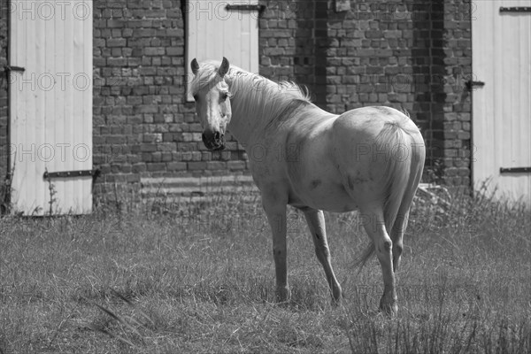 White horse on a farm, Othenstorf, Mecklenburg-Vorpommern, Germany, Europe