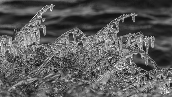 Icy grasses along the river, black and white photo, Fjallabak Nature Reserve, Sudurland, Iceland, Europe