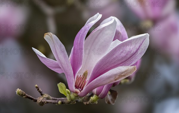 Blossom of a magnolia (Magnolia), magnolia blossom, magnolia x soulangeana (Magnolia xsoulangeana), Offenbach am Main, Hesse, Germany, Europe