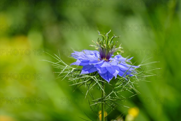 Jungfer im Gruenen, (Nigella damascena) Upper Bavaria, Bavaria, Germany, Europe